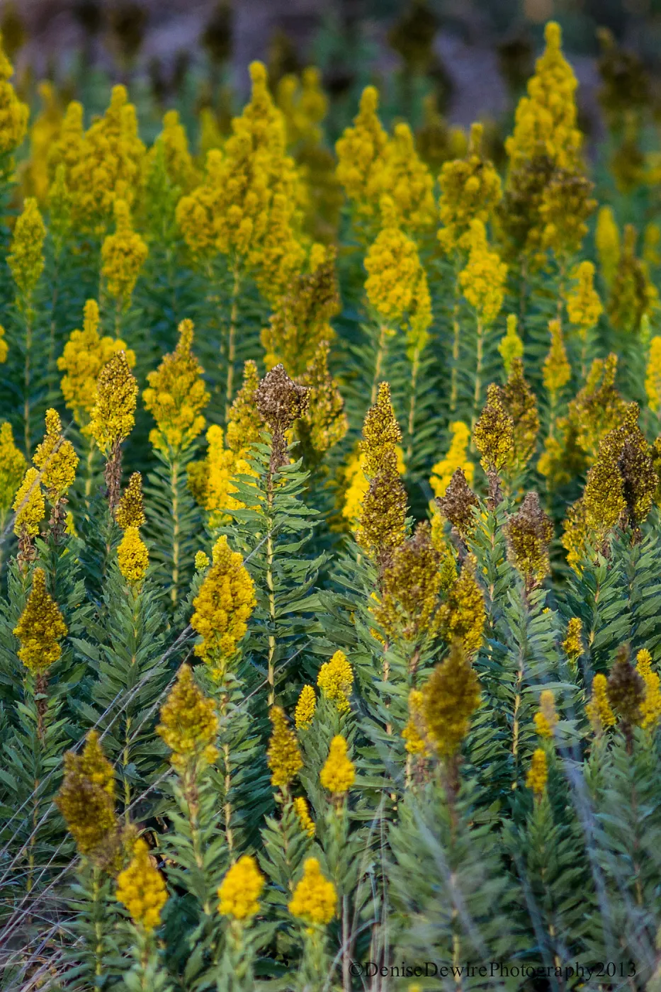 yellow flowers (to be identified), SBBG Meadow