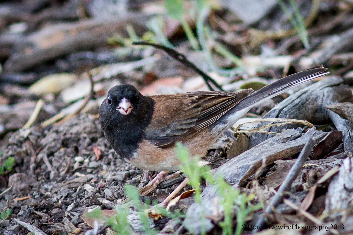 Dark-eyed Junco, bird, on ground, SBBG