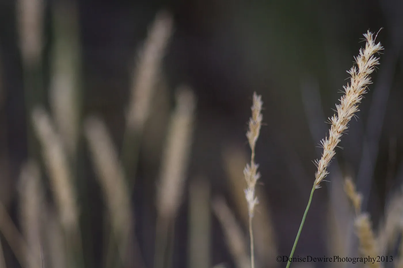 Grass inflorescence, SBBG