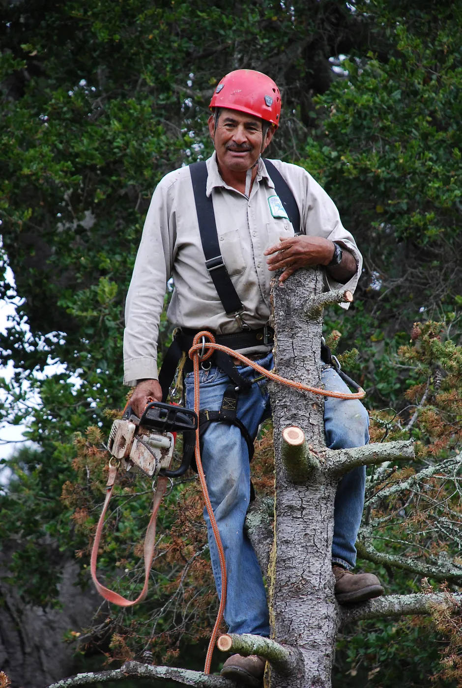 removal of the Douglas fir tree by the Blaskley Boulder, Manny, Manuel Gonzales, SBBG