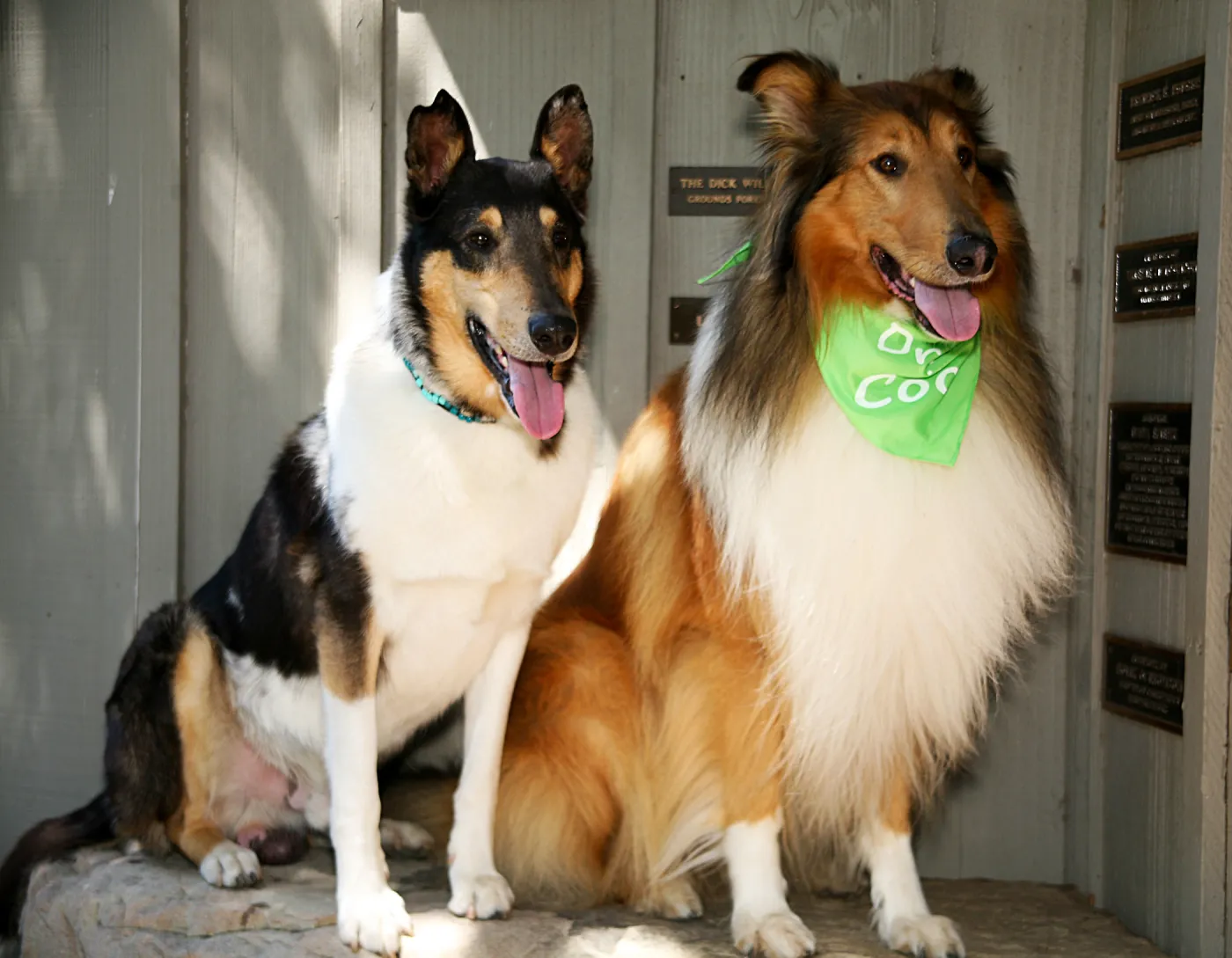 Trails n Tails 2013, Doggie Photo Contest 2013, SBBG event