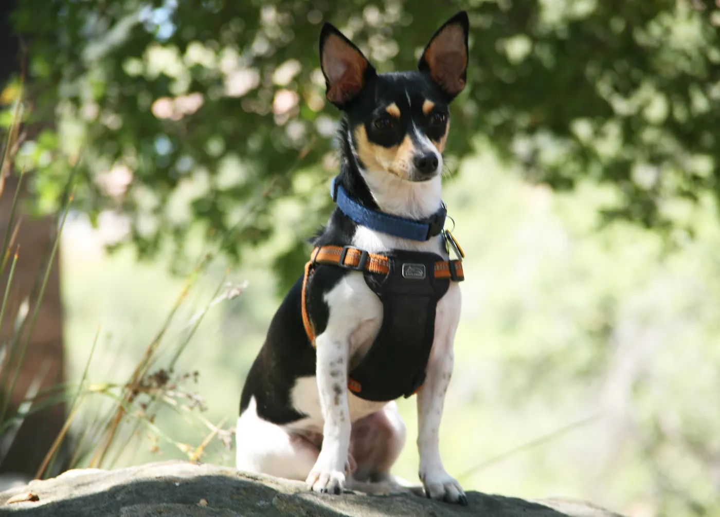 Trails n Tails 2013, Doggie Photo Contest 2013, SBBG event