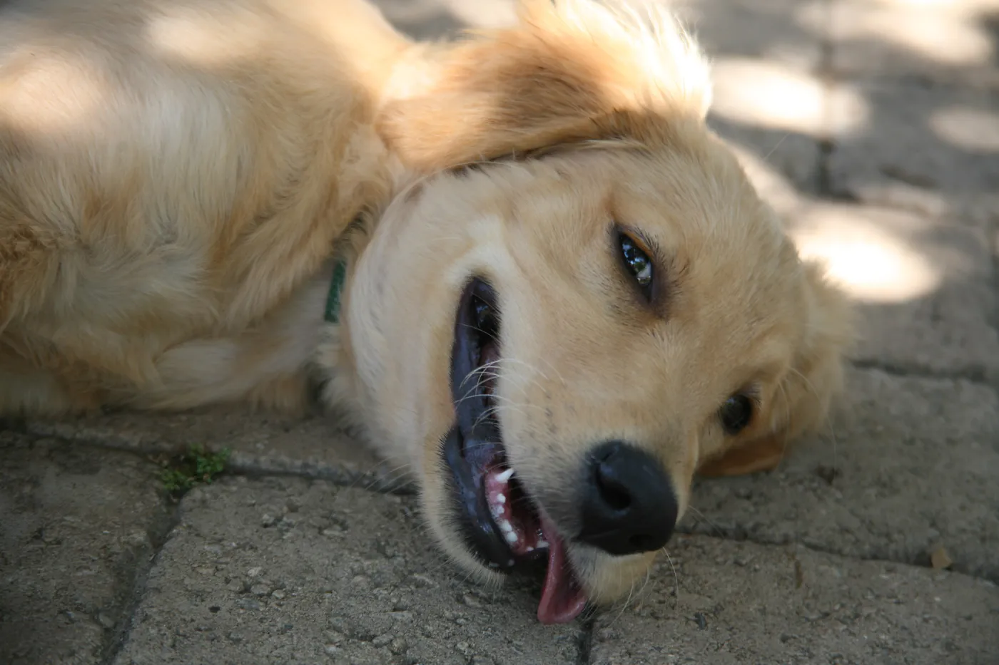 Trails n Tails 2013, Doggie Photo Contest 2013, SBBG event