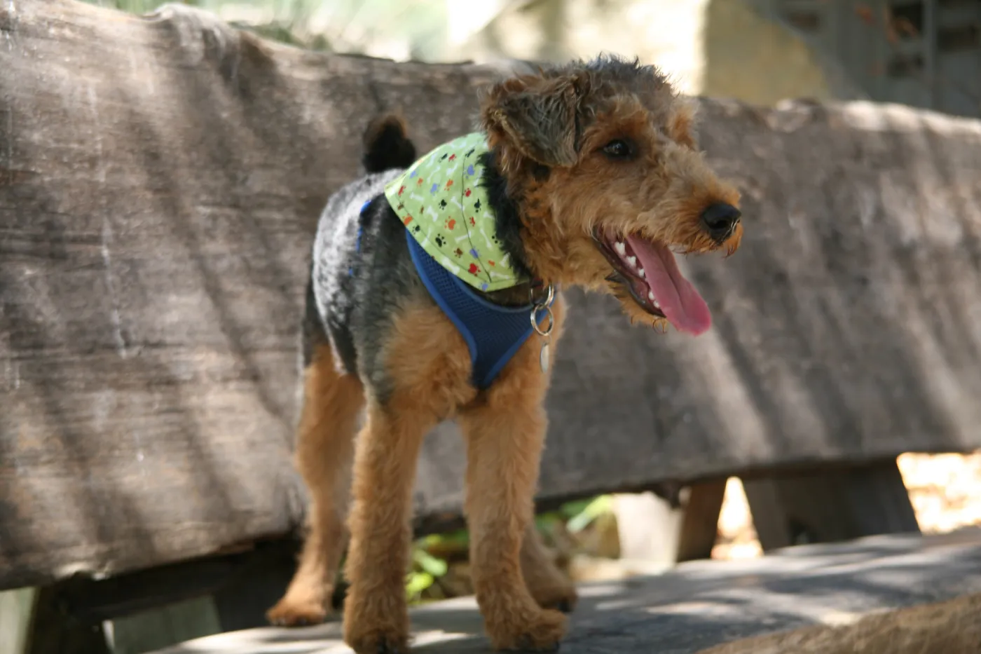 Trails n Tails 2013, Doggie Photo Contest 2013, SBBG event