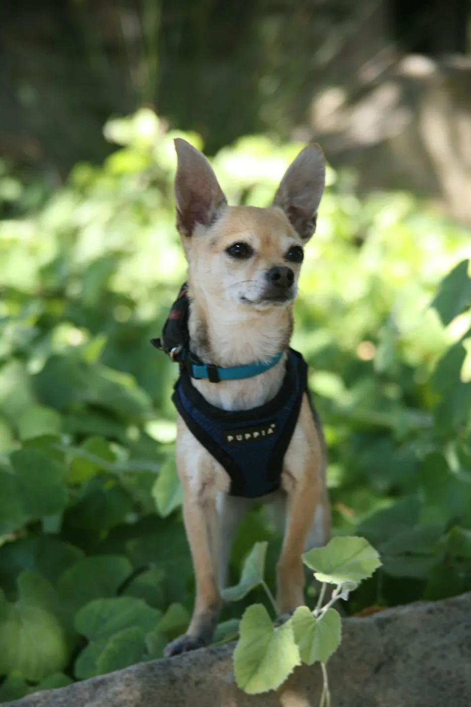 Trails n Tails 2013, Doggie Photo Contest 2013, SBBG event