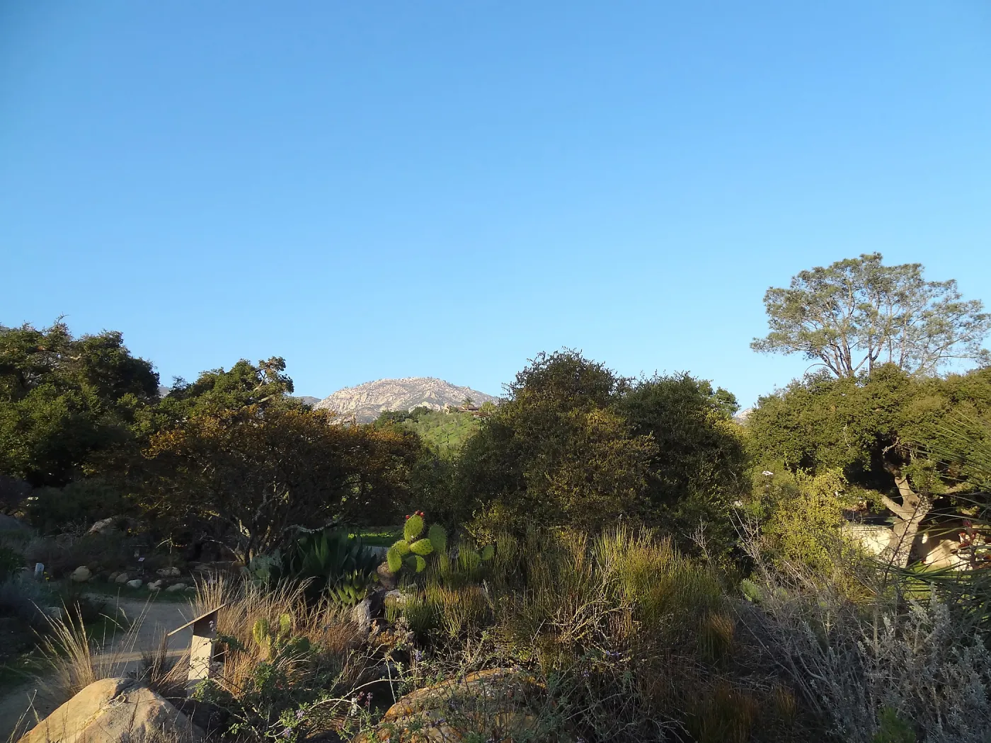 Desert Section, view to La Cumbre Peak, Spring in the Garden, February 2013, SBBG