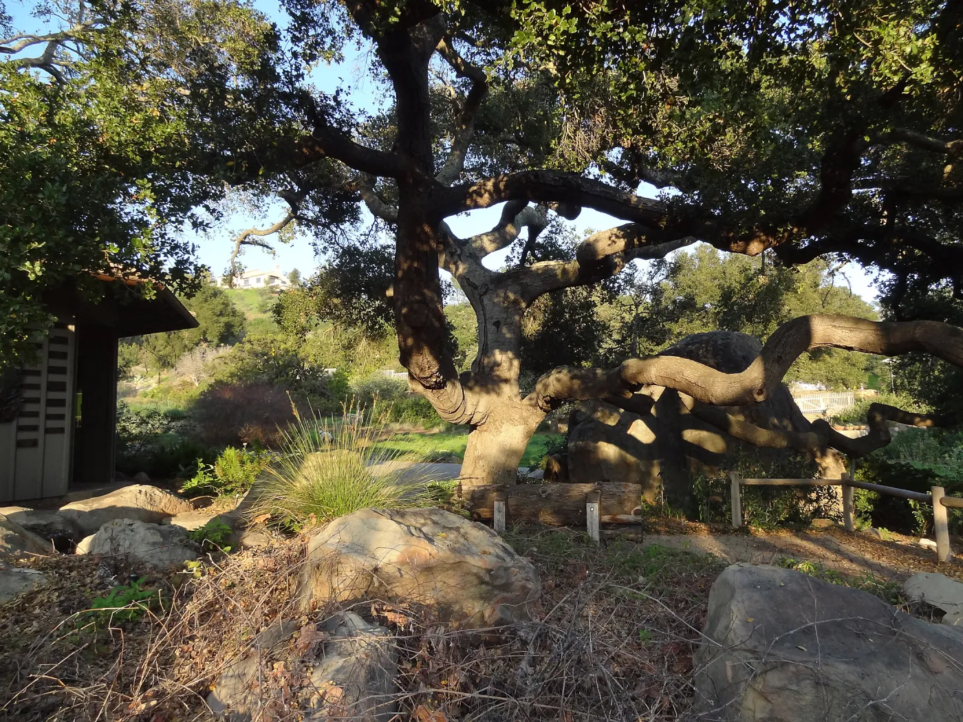 Coast live oak, Information Kiosk, Blaksley Boulder, Spring in the Garden, February 2013, SBBG