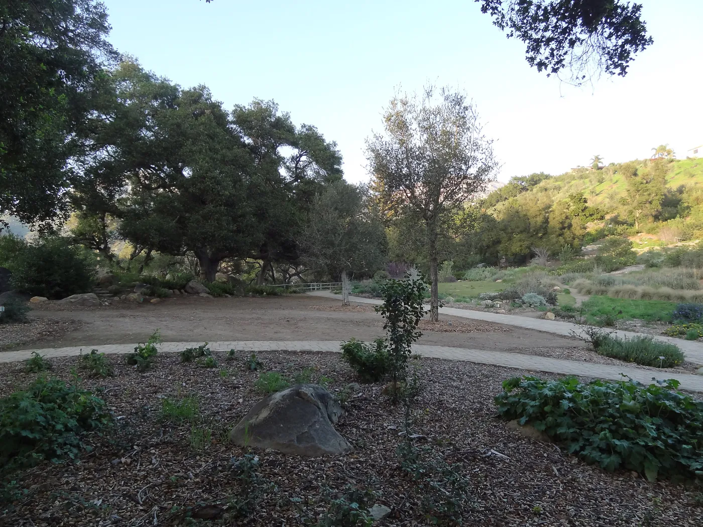 newly planted Coast live oak, Meadow Oaks, Spring in the Garden, February 2013, SBBG
