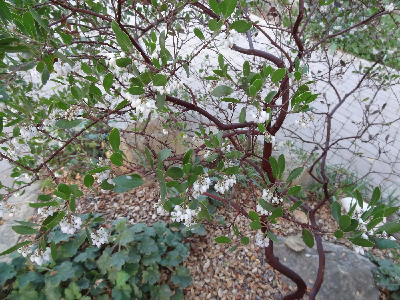 Arctostaphylos (Manzanita) blooming at the Garden Entrance, Spring in the Garden, February 2013, SBBG