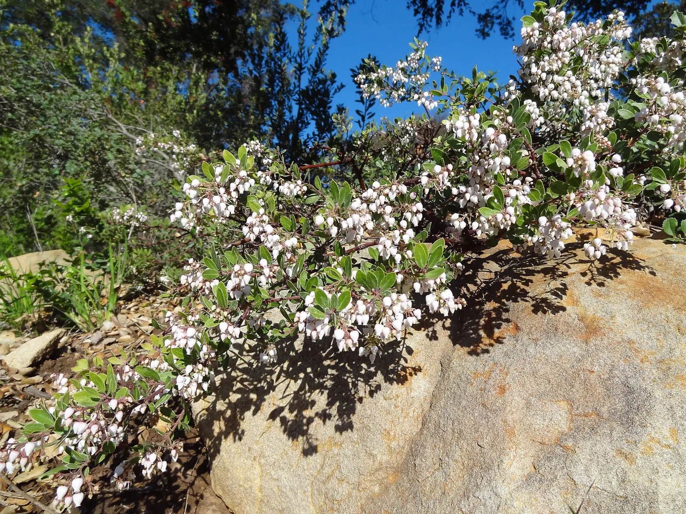 Arctostaphylos (Manzanita) with shadow on sandstone boulder, Porter Trail, Spring in the Garden, February 2013, SBBG