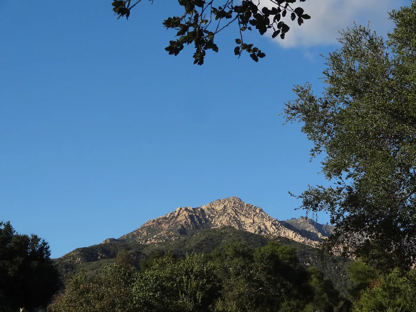 view to La Cumbre Peak, Spring in the Garden, February 2013, SBBG