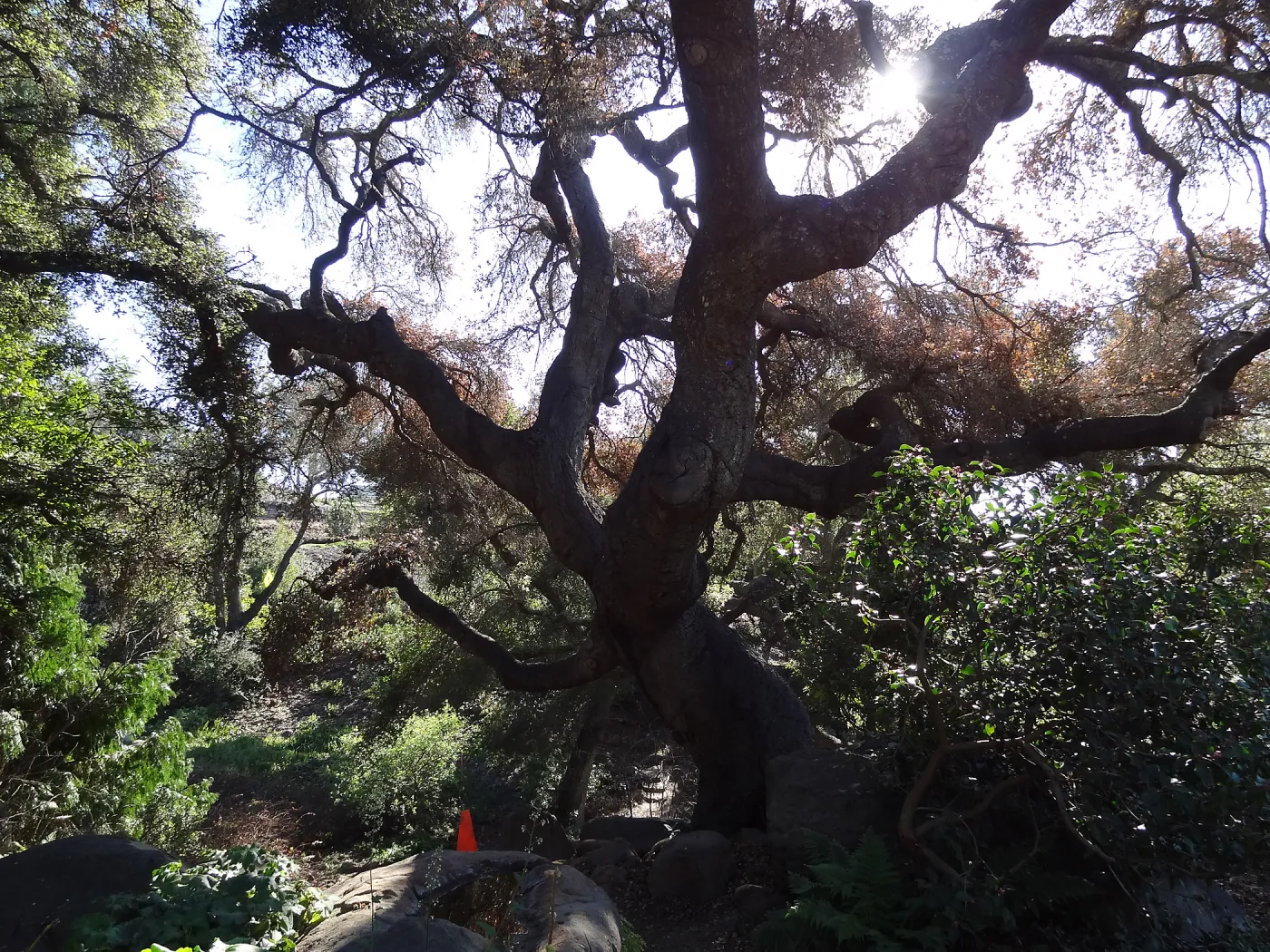 Coast live oak in poor health, Manzanita Section, Spring in the Garden, February 2013, SBBG