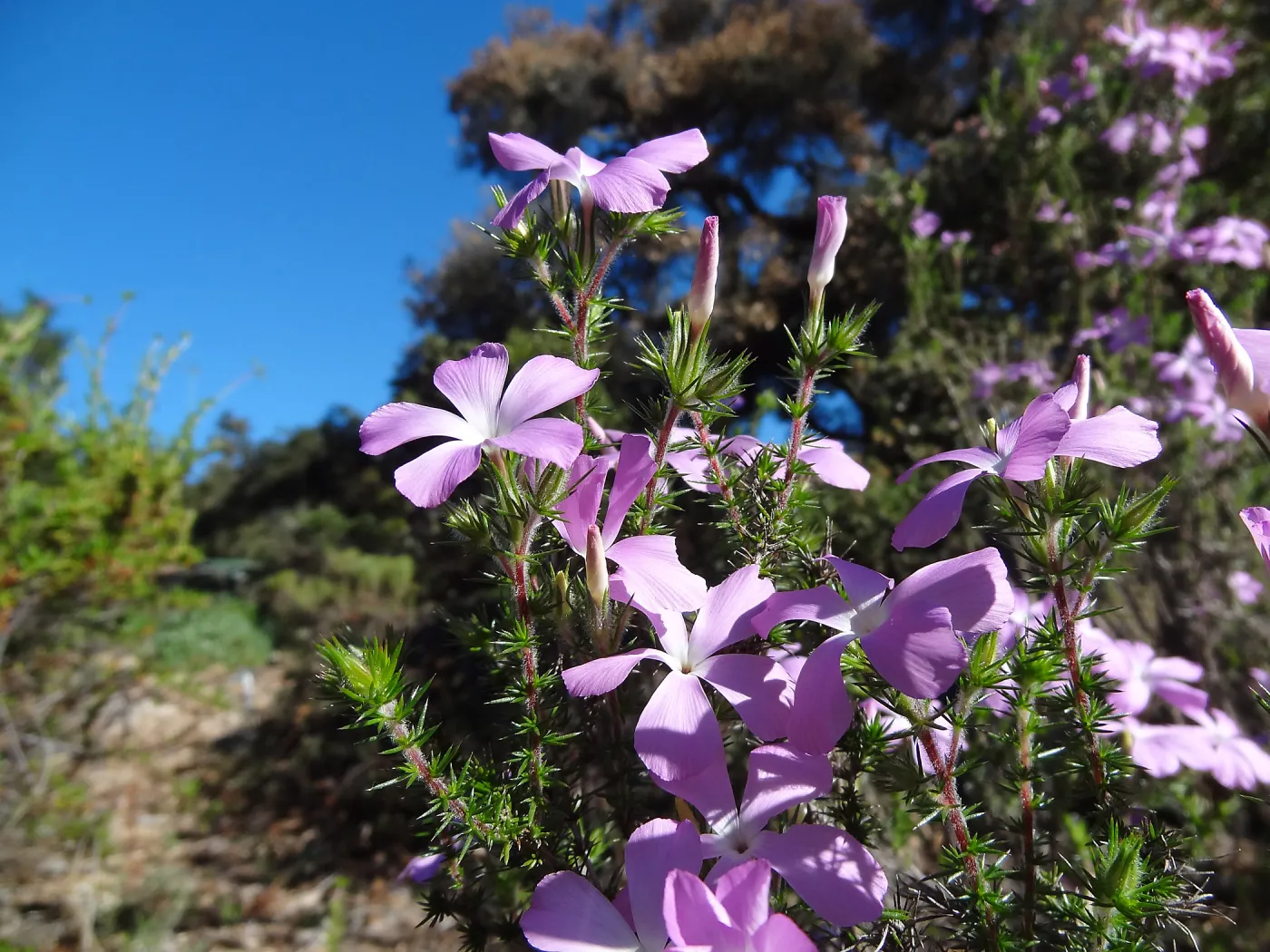 Leptodactylon californicum, prickly phlox in bloom, Manzanita Section, Spring in the Garden, February 2013, SBBG