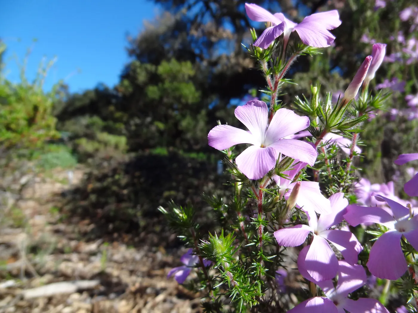 Leptodactylon californicum, prickly phlox in bloom, Manzanita Section, Spring in the Garden, February 2013, SBBG