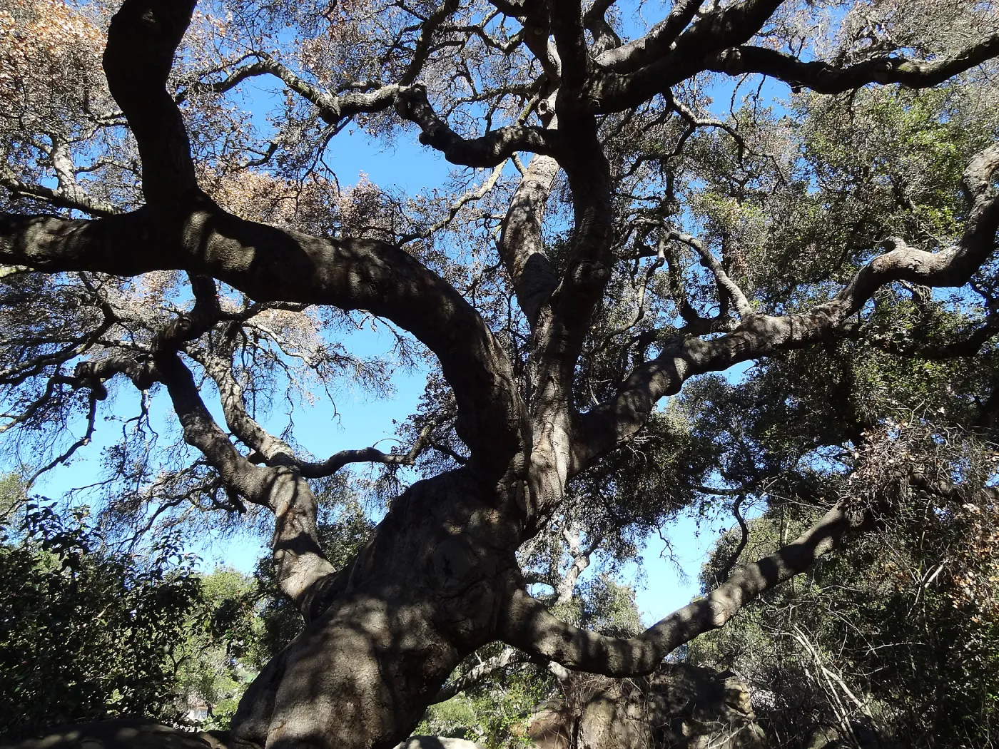 Coast live oak in poor health, Manzanita Section, Spring in the Garden, February 2013, SBBG