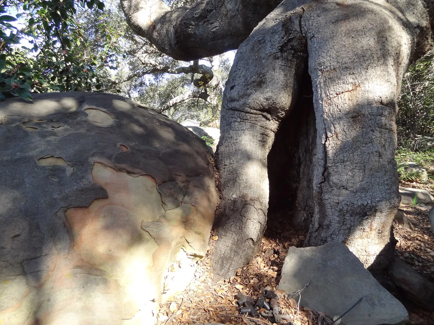 Coast live oak in poor health, Manzanita Section, Spring in the Garden, February 2013, SBBG
