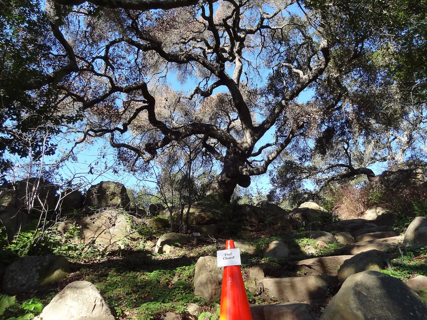 Coast live oak in poor health, Manzanita Section, Spring in the Garden, February 2013, SBBG
