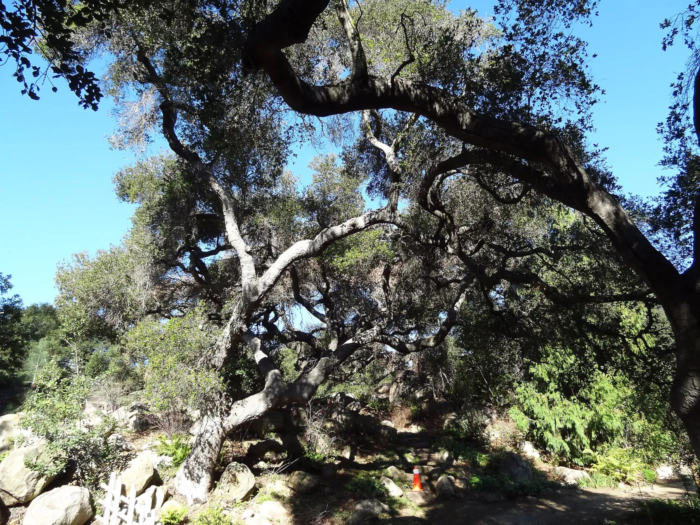 Coast live oak in poor health, Manzanita Section, Spring in the Garden, February 2013, SBBG