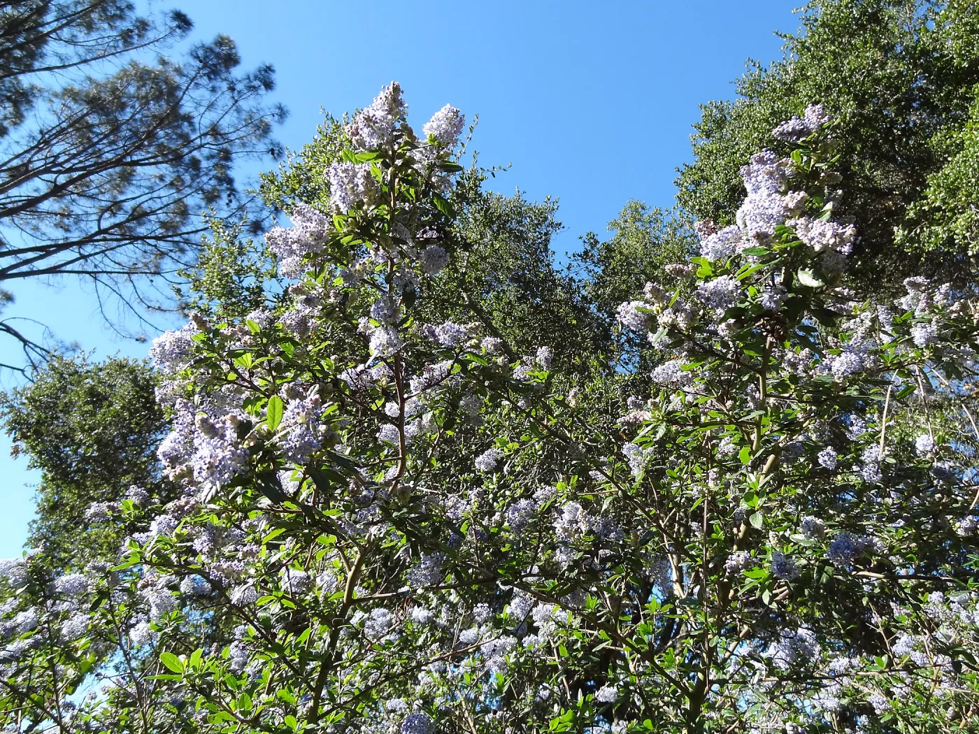 Ceanothus (California Lilac) in bloom, Manzanita Section, Spring in the Garden, February 2013, SBBG