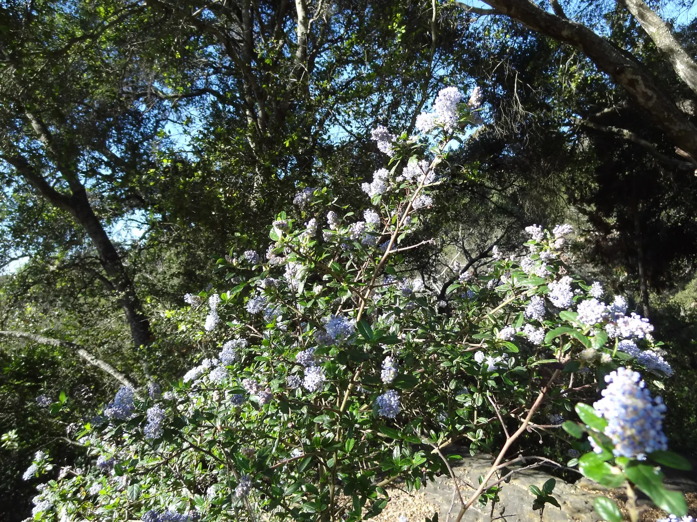 Ceanothus (California Lilac) in bloom, Manzanita Section, Spring in the Garden, February 2013, SBBG