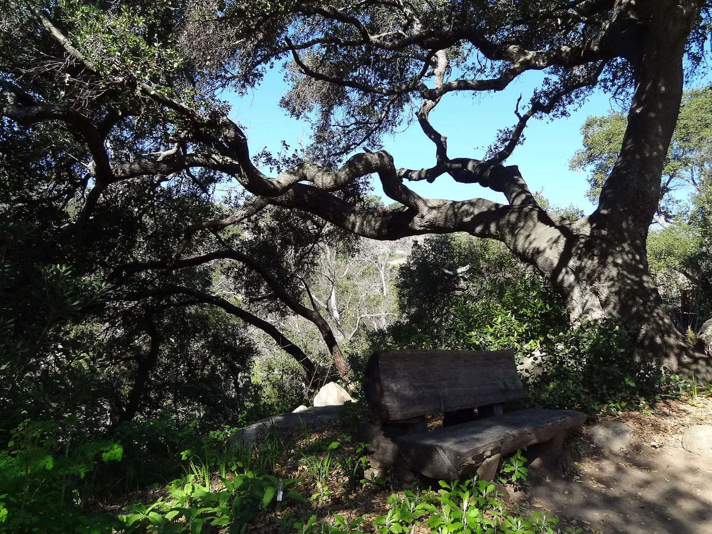 Manzanita Section, Spring in the Garden, February 2013, SBBG