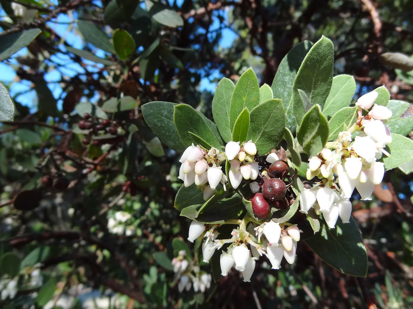 Arctostaphylos (Manzanita)) in flower and fruit, Manzanita Section, Spring in the Garden, February 2013, SBBG