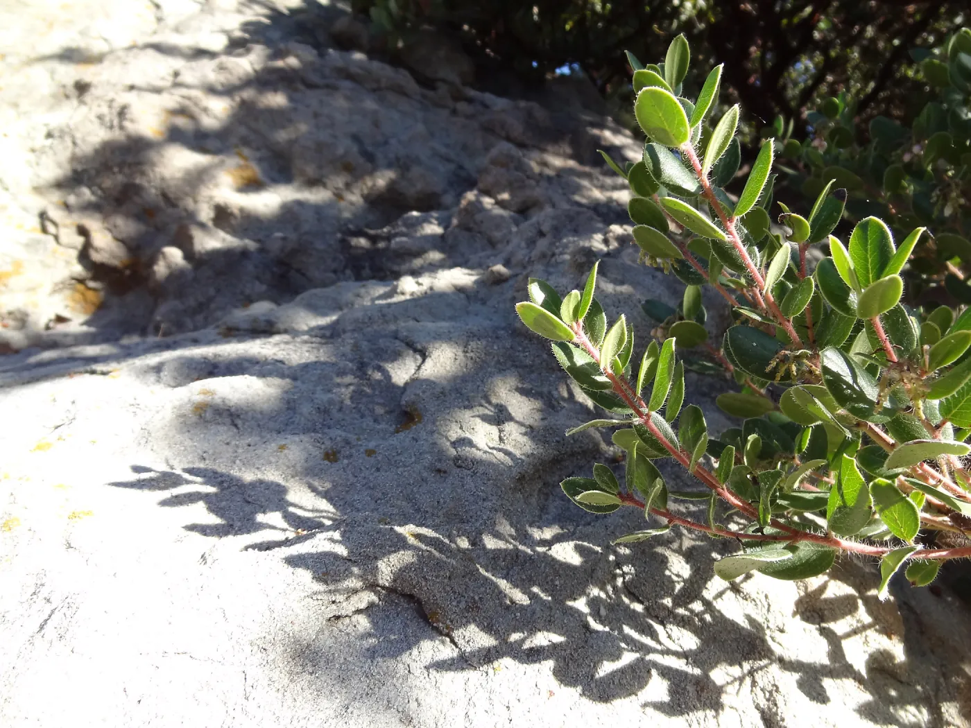 Arctostaphylos (Manzanita) in flower and fruit, boulder and shadow behind, Manzanita Section, Spring in the Garden, February 2013, SBBG