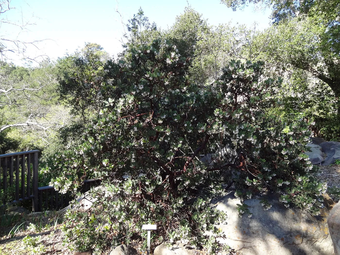 Arctostaphylos otayensis, SBBG Manzanita Section, Spring in the Garden, February 2013, SBBG