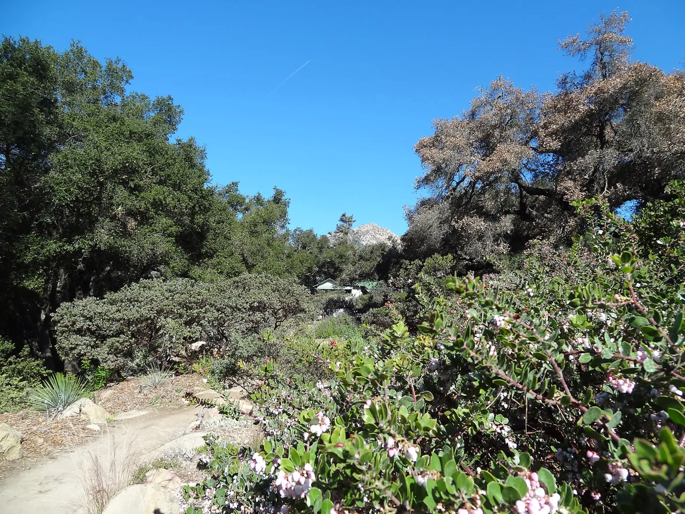 Manzanita Section, Spring in the Garden, February 2013, SBBG, coast live oak in poor health