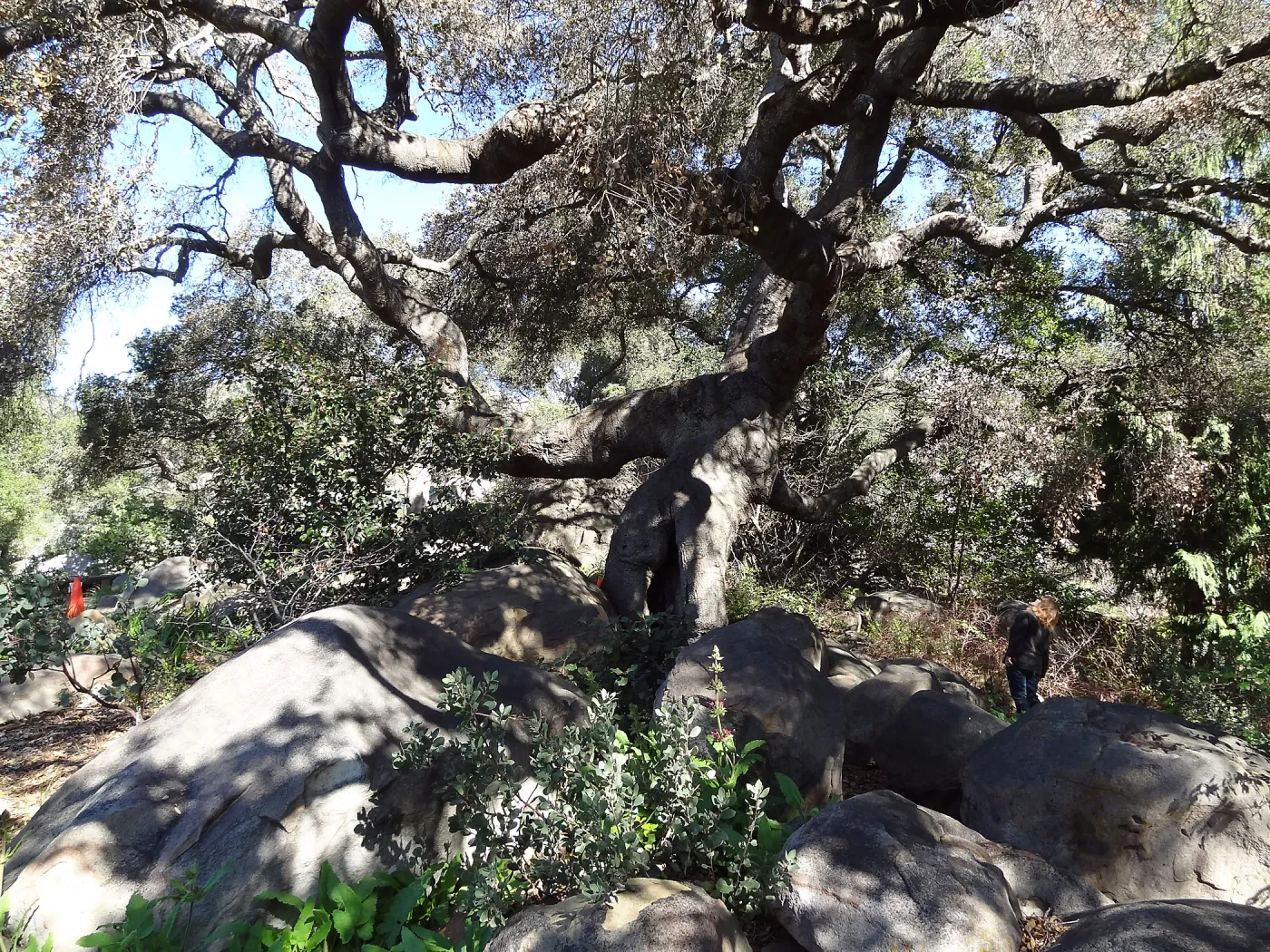Coast live oak in poor health, Manzanita Section, Spring in the Garden, February 2013, SBBG