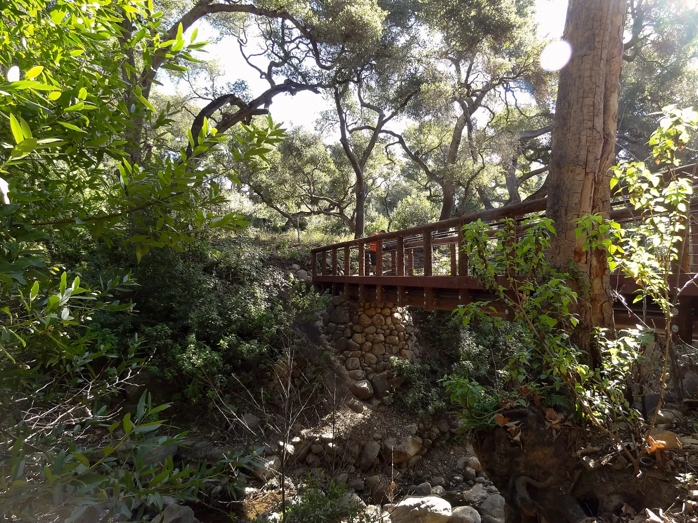 new Campbell Bridge, Mission Canyon, Spring in the Garden, February 2013, SBBG