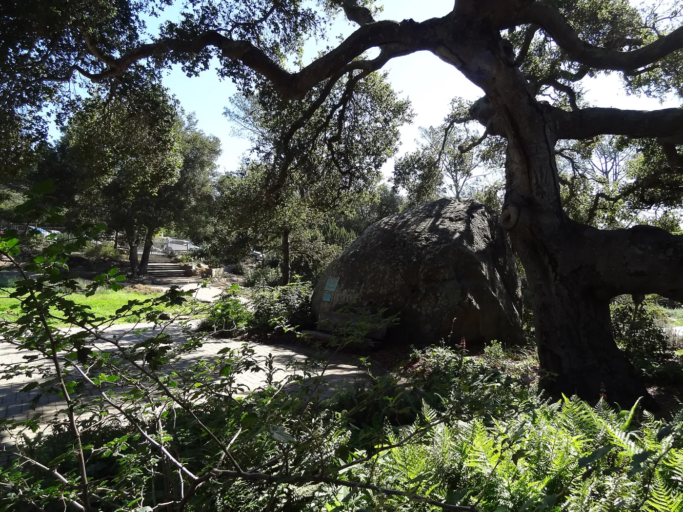 Blaksley Boulder and Coast live oak, Spring in the Garden, February 2013, SBBG