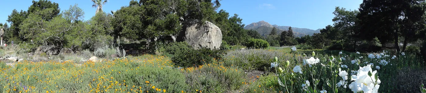 Blaksley Boulder, douglas fir is removed, May 2013, panorama