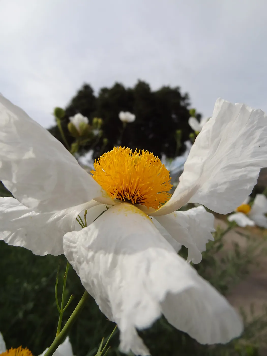 Matilija poppy flower