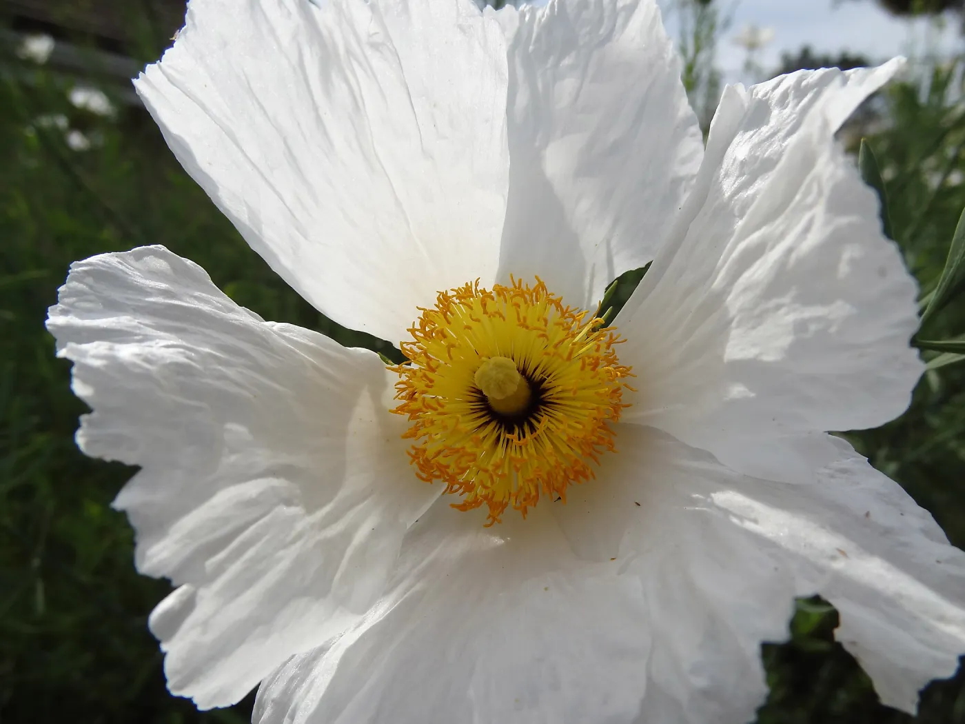 Matilija poppy flower