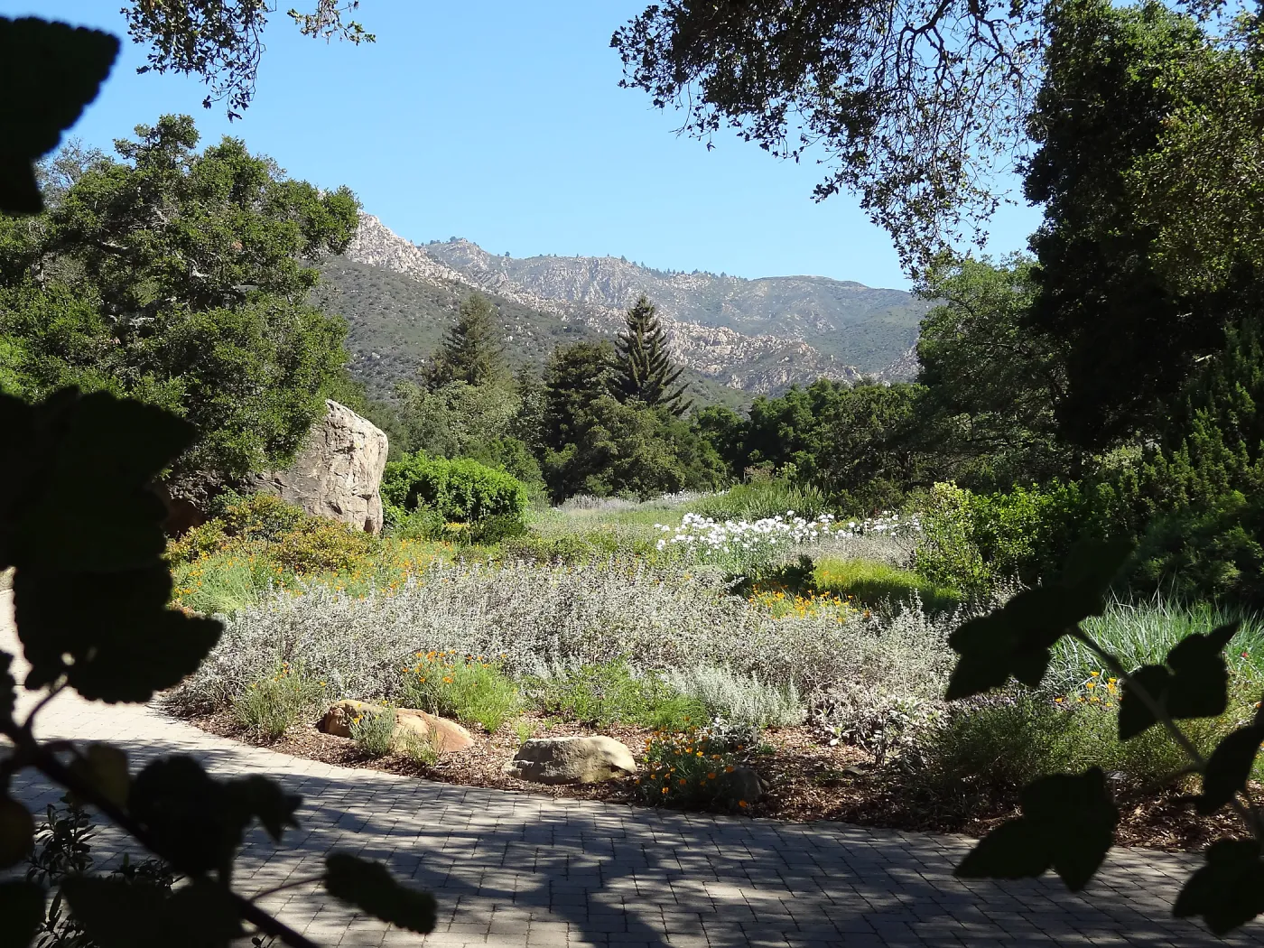 SBBG Meadow with Matilija poppies, wildflower display, Blaskley Boulder
