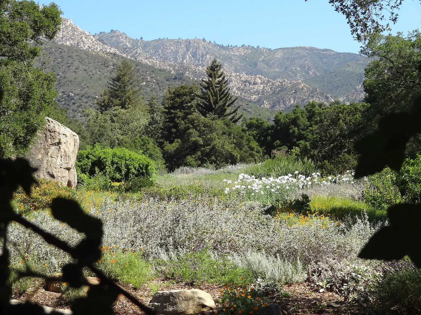 SBBG Meadow with Matilija poppies, wildflower display, Blaskley Boulder