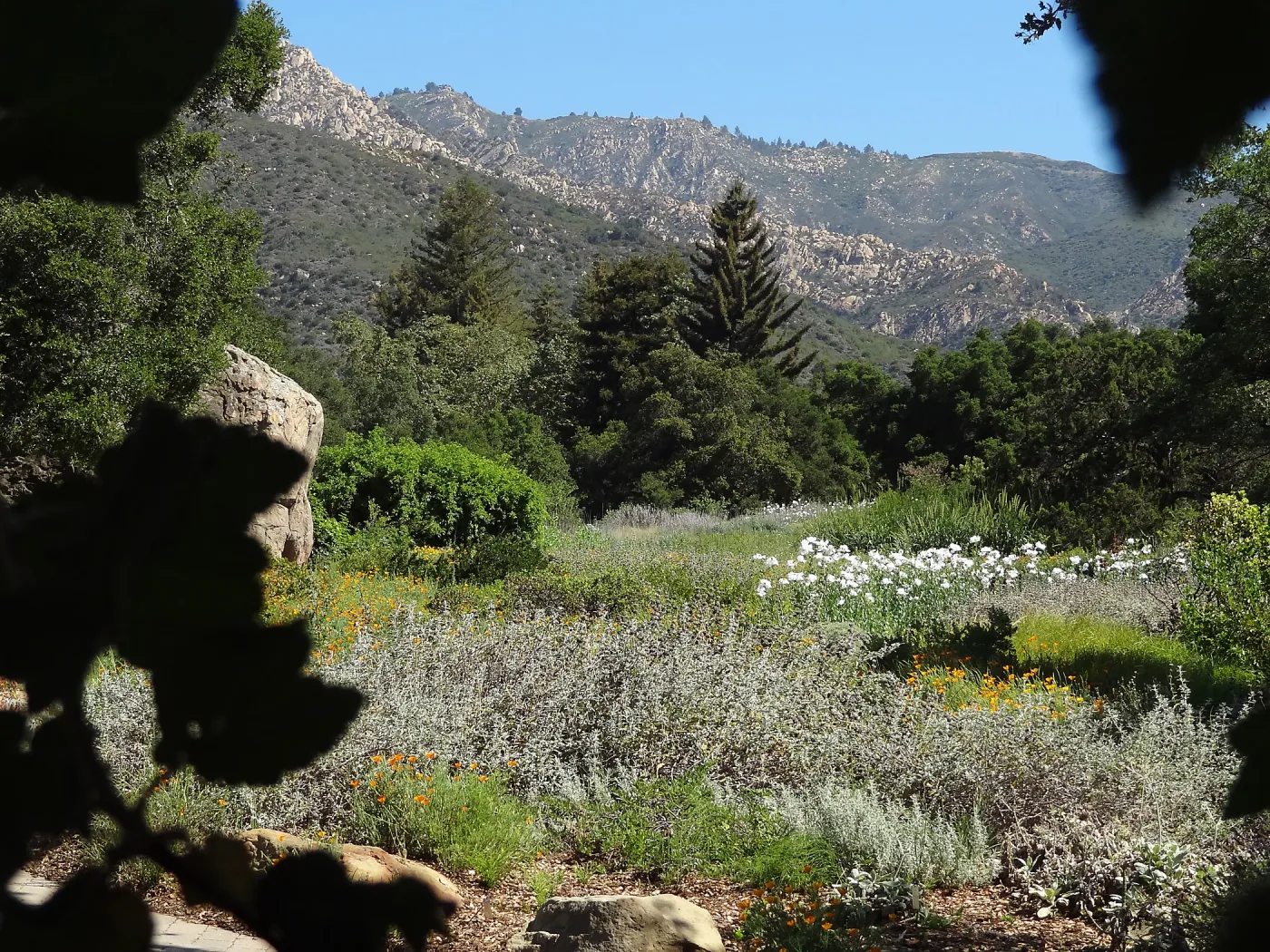 SBBG Meadow with Matilija poppies, wildflower display, Blaskley Boulder