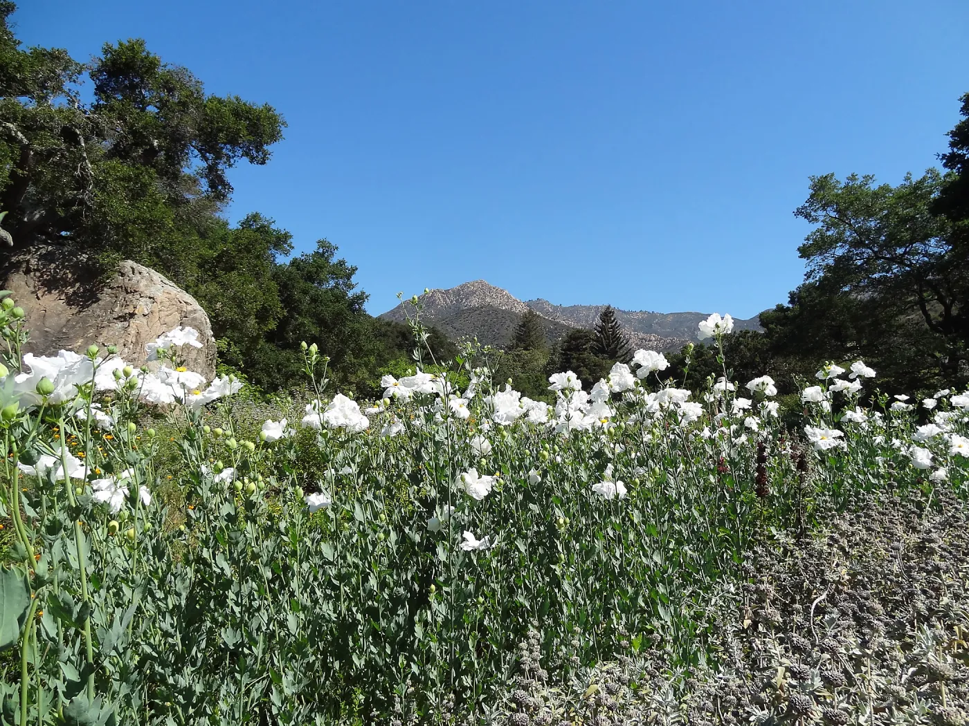 SBBG Meadow with Matilija poppies, wildflower display, Blaskley Boulder, La Cumbre Peak