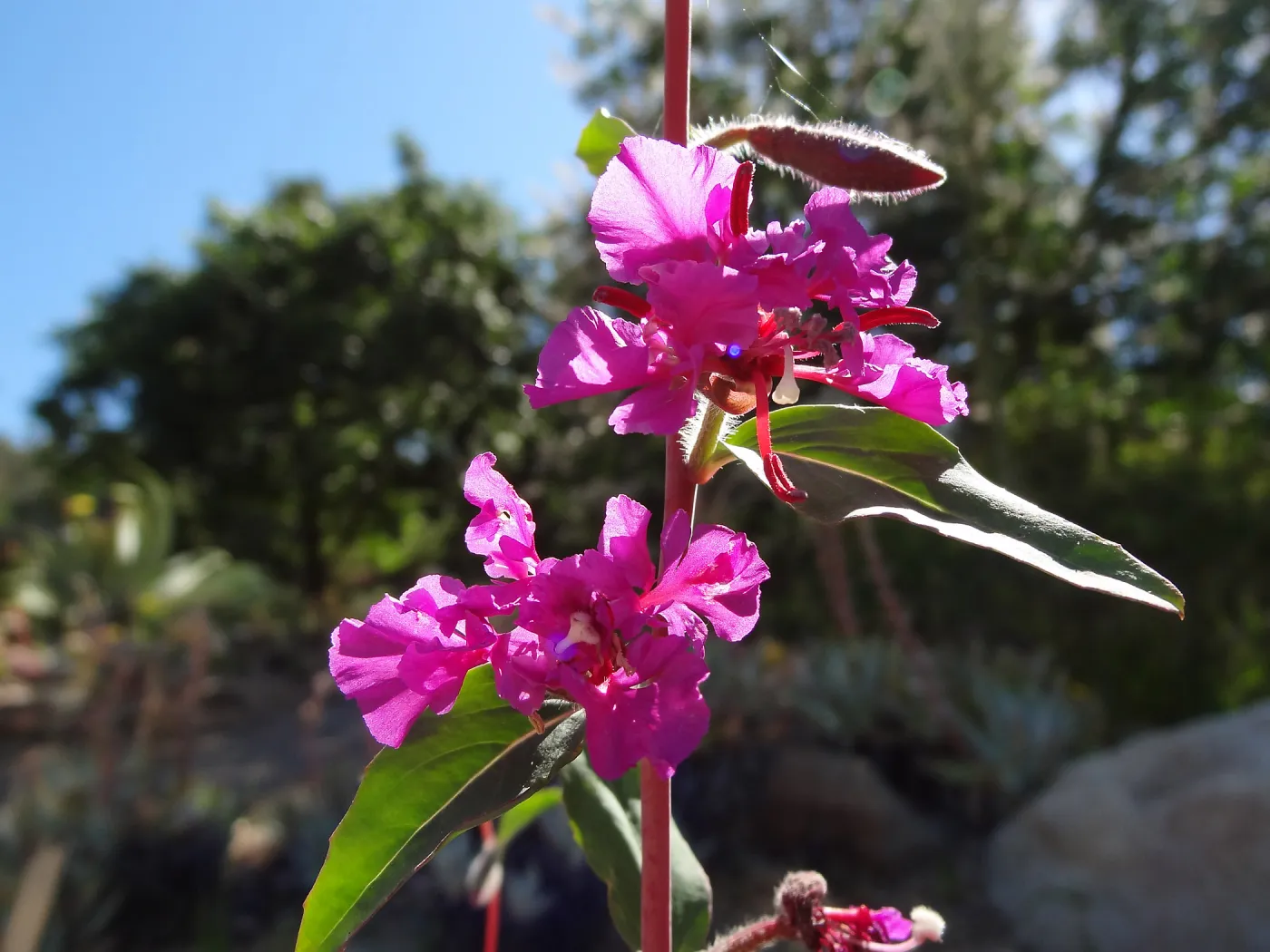 Clarkia in blook