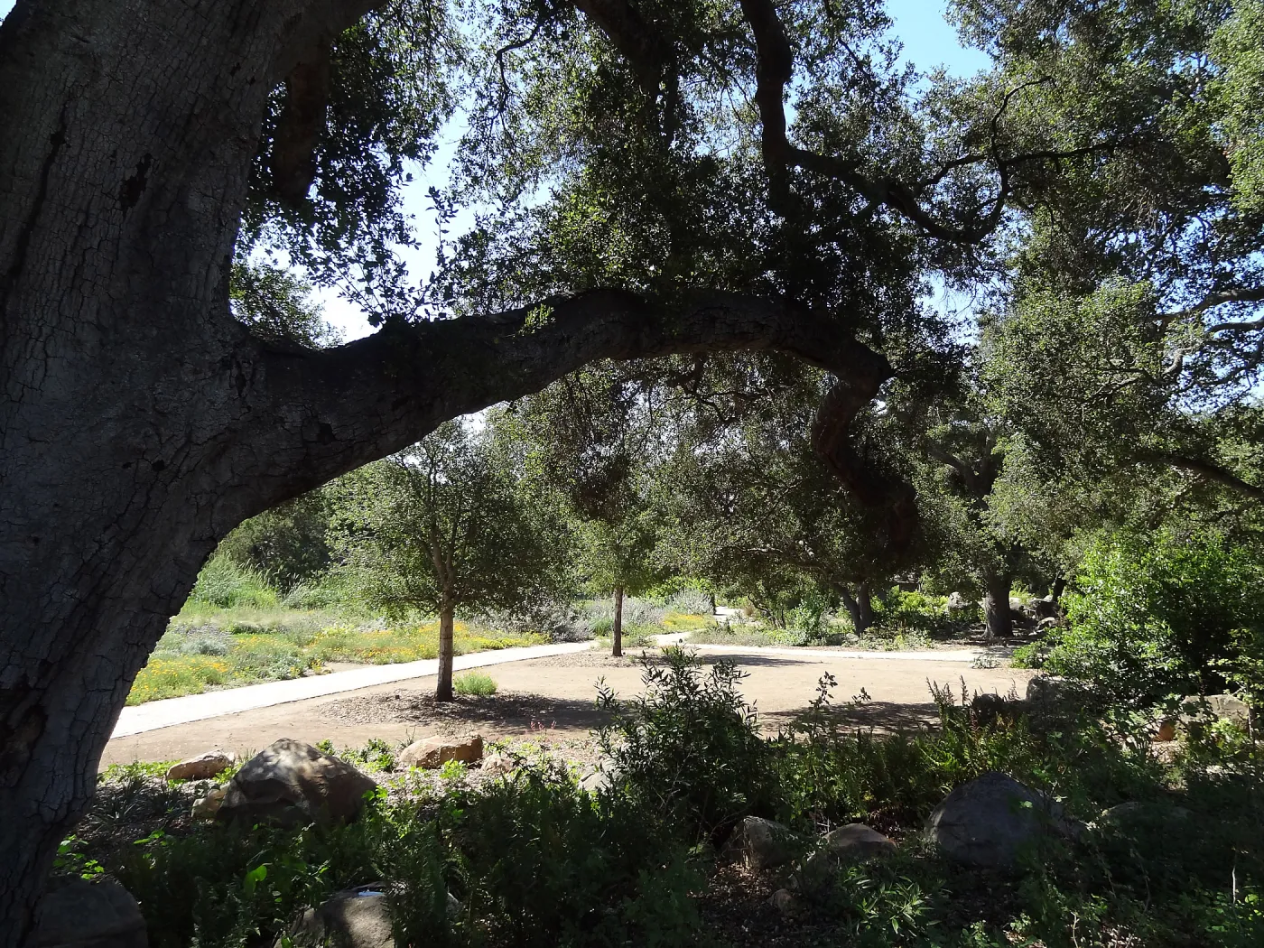 Under the Meadow Oaks, new oaks