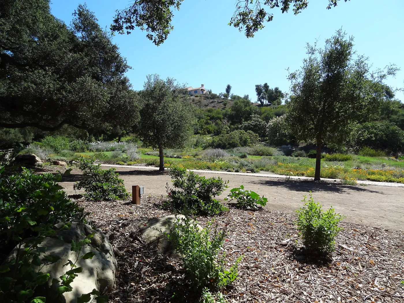 Under the Meadow Oaks, new oaks