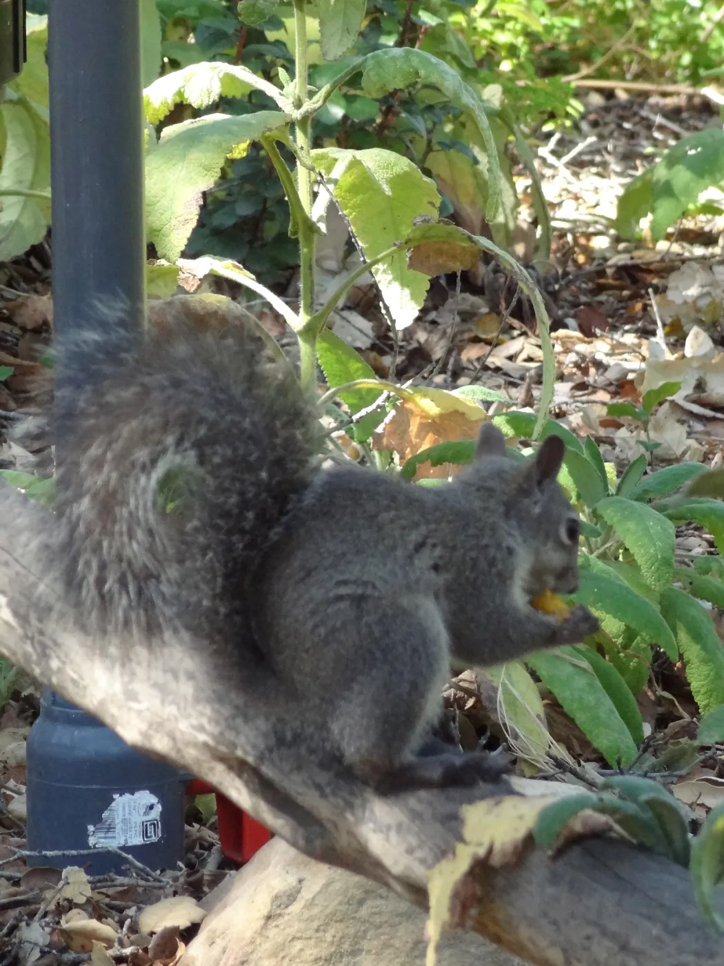 grey squirrels in the Meadow Oaks at SBBG