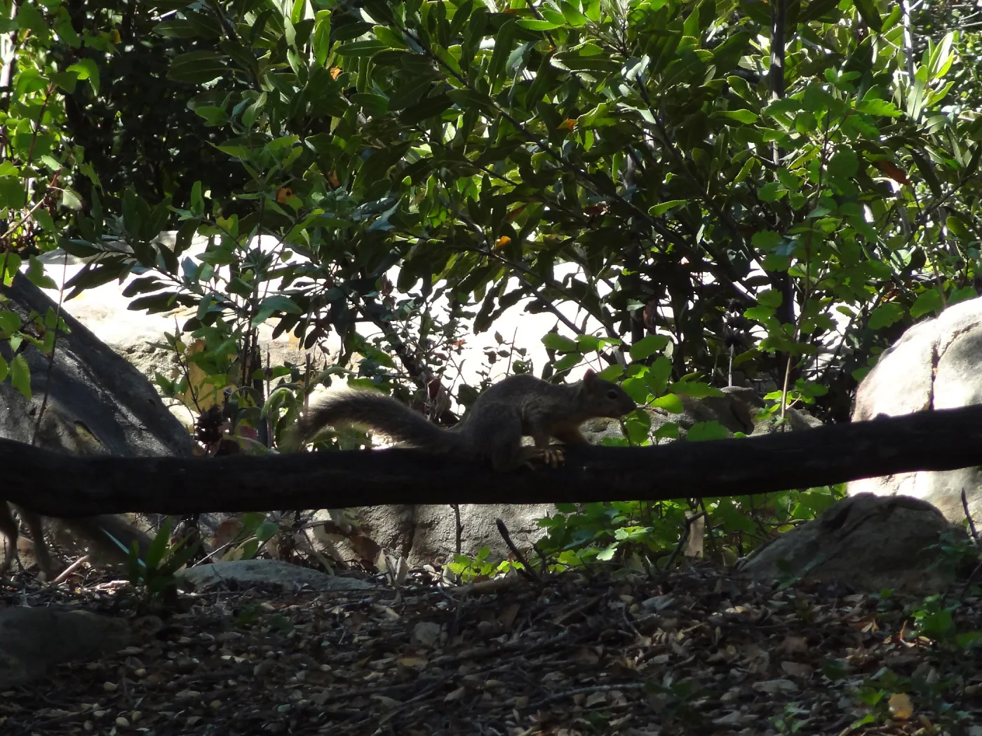 grey squirrels in the Meadow Oaks at SBBG
