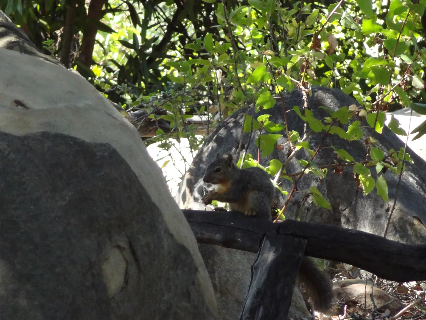 grey squirrels in the Meadow Oaks at SBBG