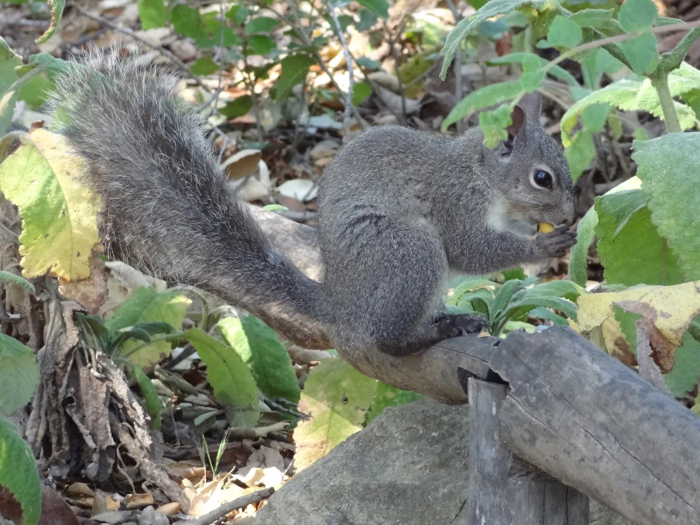 grey squirrels in the Meadow Oaks at SBBG