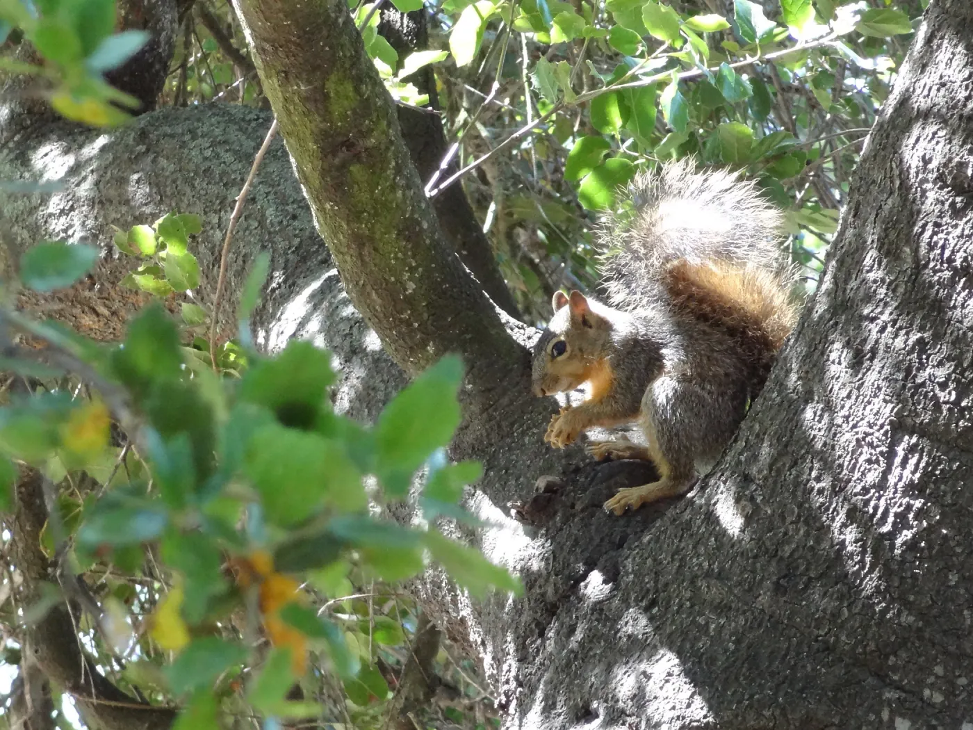 grey squirrels in the Meadow Oaks at SBBG