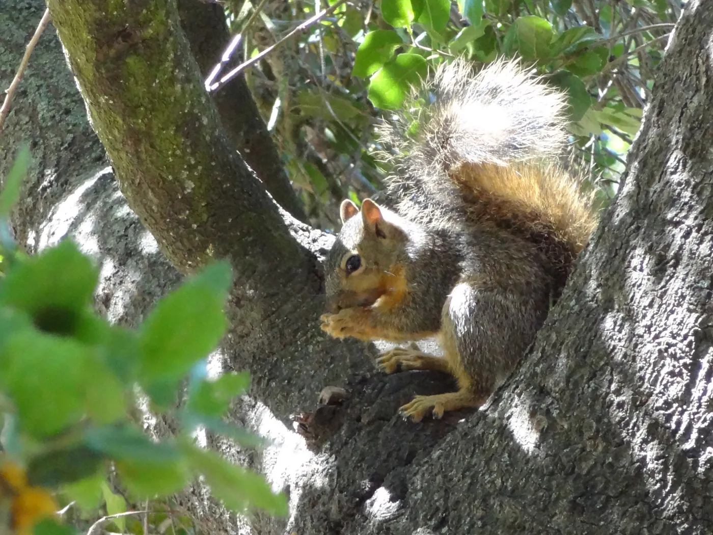grey squirrels in the Meadow Oaks at SBBG
