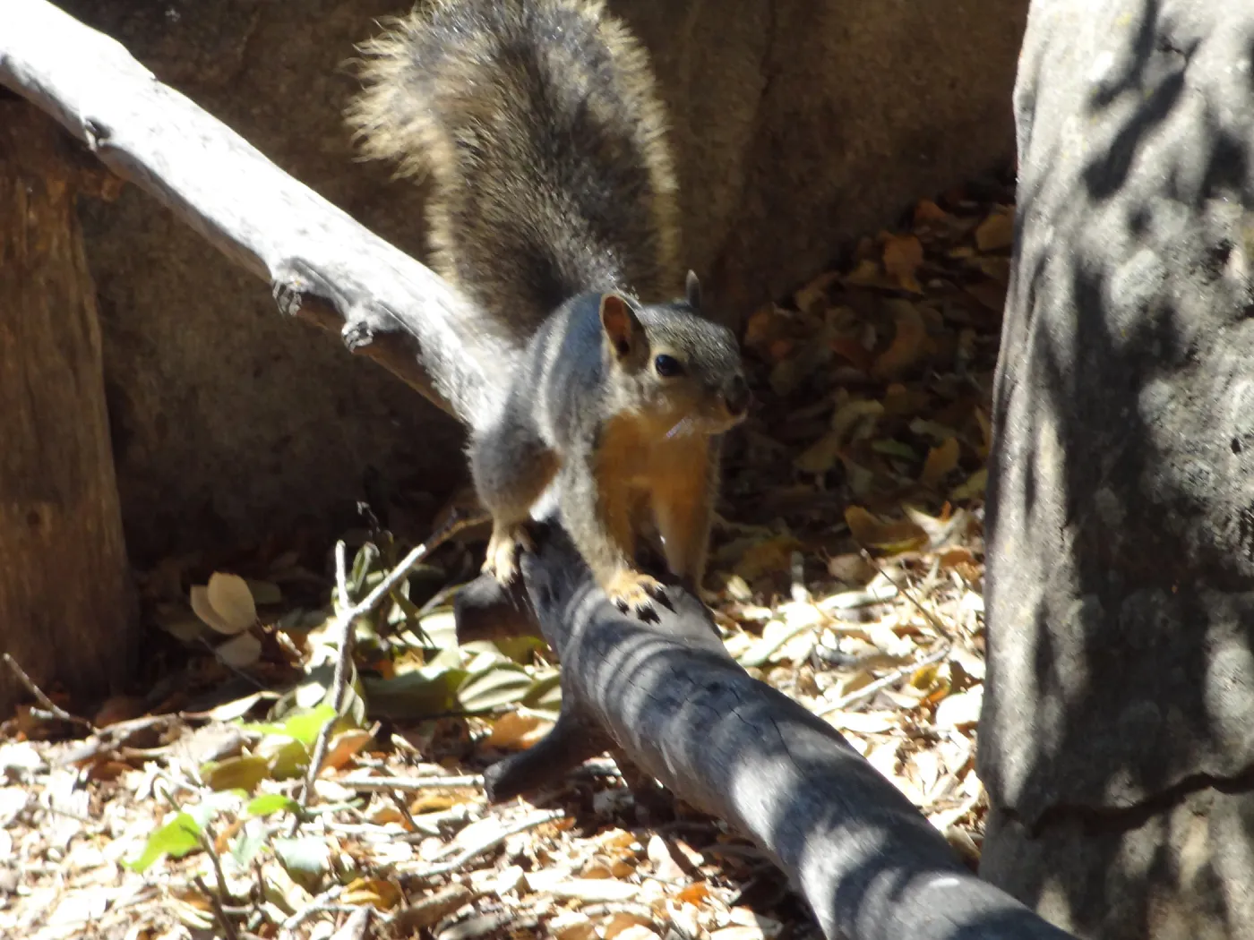 grey squirrels in the Meadow Oaks at SBBG