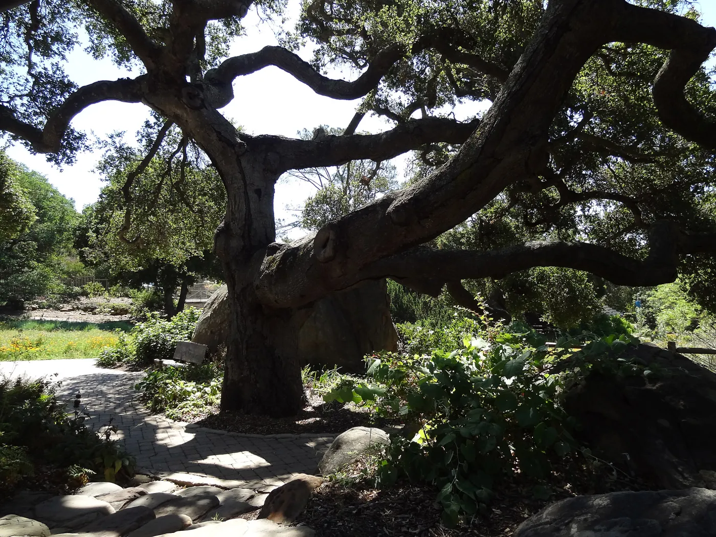 Under the Meadow Oaks, Blaksley Boulder